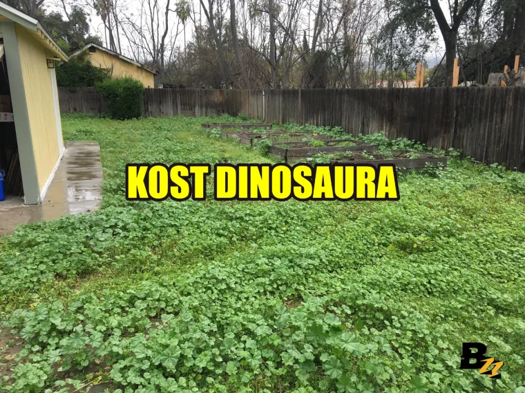 Marihuana, kosti mamuta, zlatnici: Pogledajte 15 čuda koja su ljudi našli u svom dvorištu