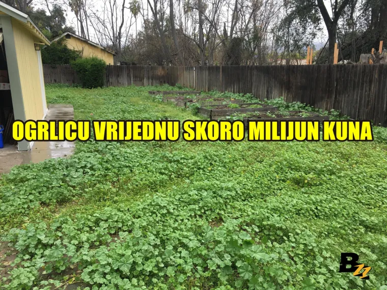 Marihuana, kosti mamuta, zlatnici: Pogledajte 15 čuda koja su ljudi našli u svom dvorištu