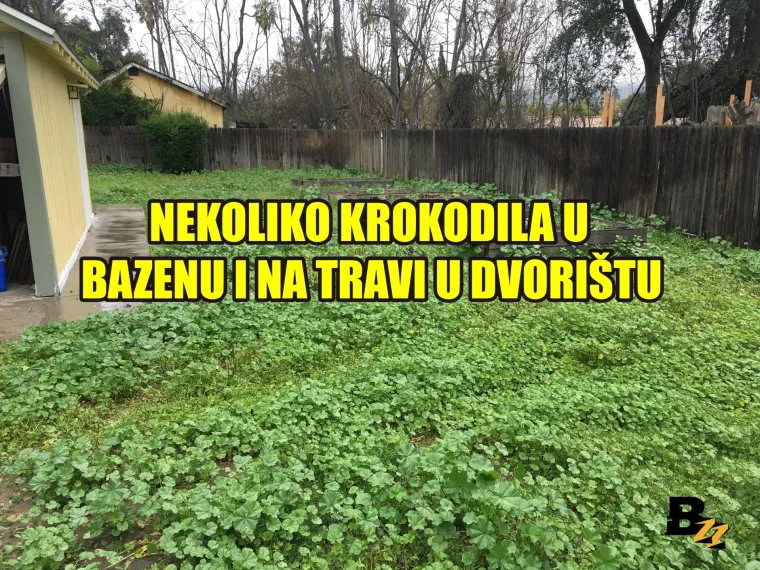 Marihuana, kosti mamuta, zlatnici: Pogledajte 15 čuda koja su ljudi našli u svom dvorištu