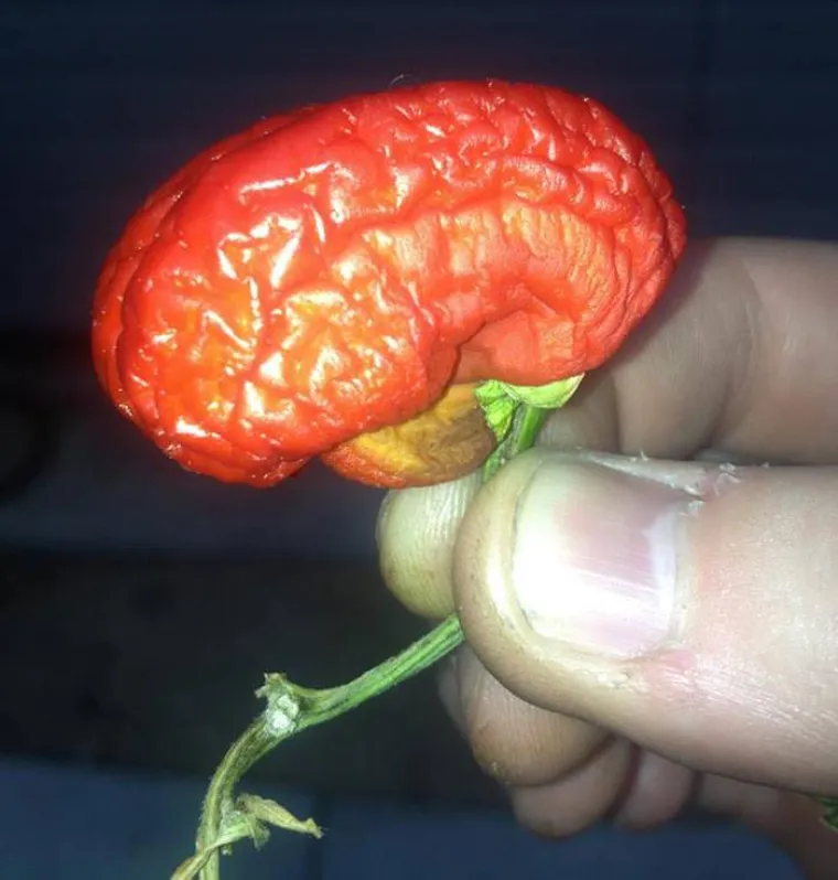 Majka Priroda ima urnebesni smisao za humor, &scaron;to dokazuje ovih 35 fotki voća i povrća