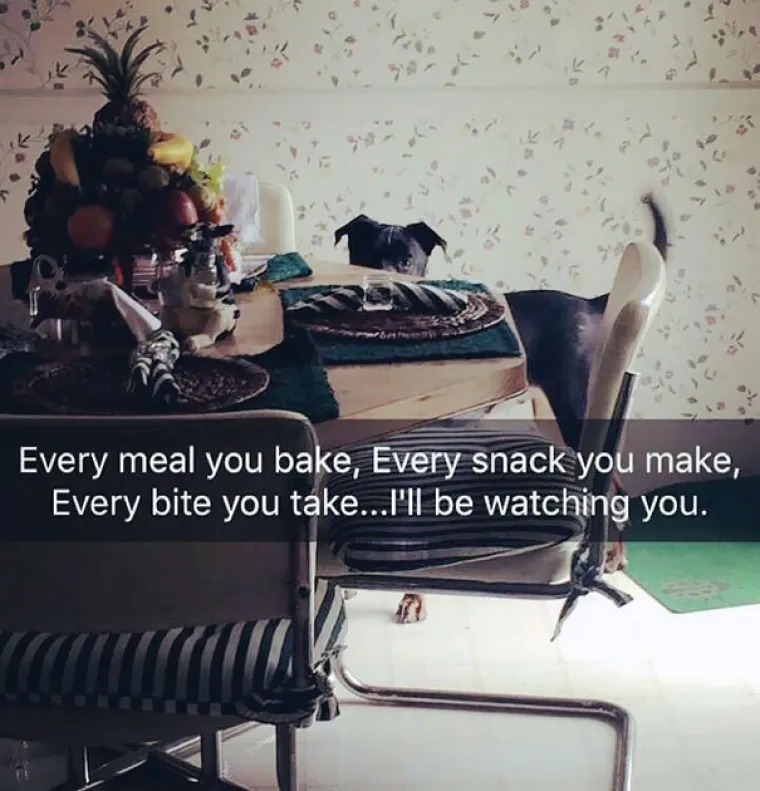 NE MOŽETE IM REĆI 'NE': Neki psi su vje&scaron;tinu žicanja klope doveli do savr&scaron;enstva, ovi su oti&scaron;li jo&scaron; korak dalje