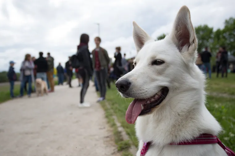 Ovako je proslavljena obljetnica oslobođenja Zagreba: Vijorila se zastava s crvenom zvijezdom petokrakom!