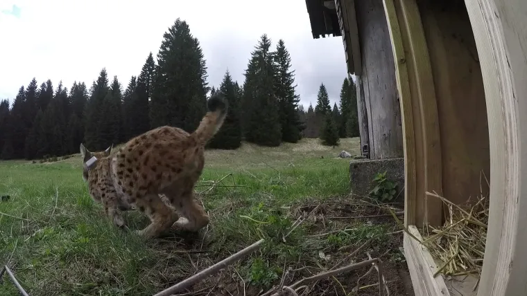 Ris Doru stigao u novi dom: 'Na nas je došao red da se borimo za očuvanje ove prekrasne zvijeri'