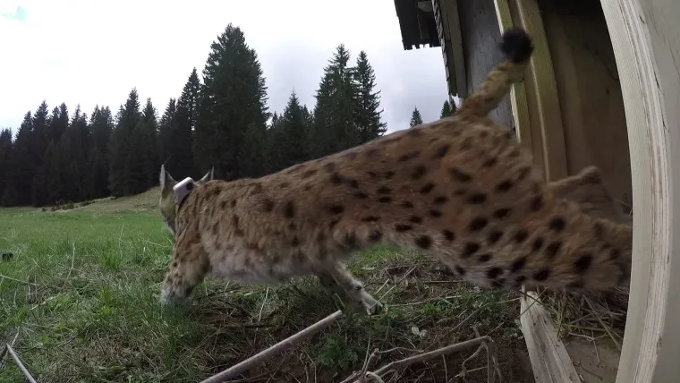 Ris Doru stigao u novi dom: 'Na nas je došao red da se borimo za očuvanje ove prekrasne zvijeri'