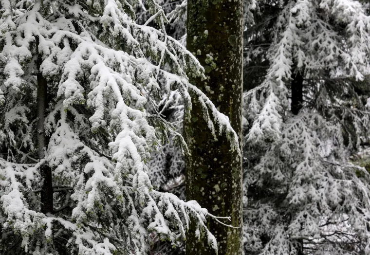 SNIJEG ZABIJELIO SLJEME I MEDVEDNICU: Nitko nije očekivao da ćemo ovako bajkovite prizore doživjeti u svibnju