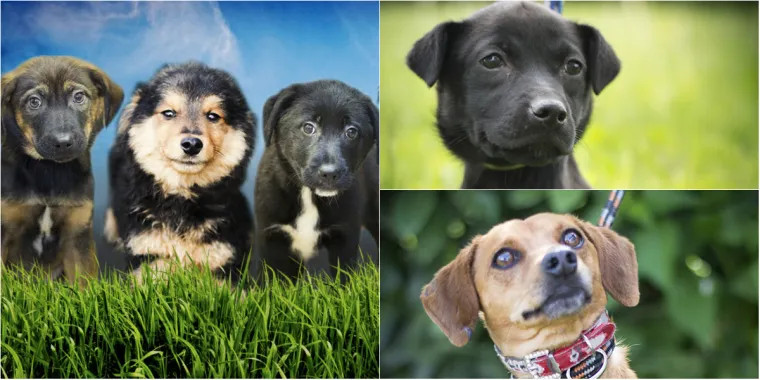 Ovo su najslađe nju&scaron;kice koje čekaju samo vas: 'Upoznajte ih, traže svoje ljude'