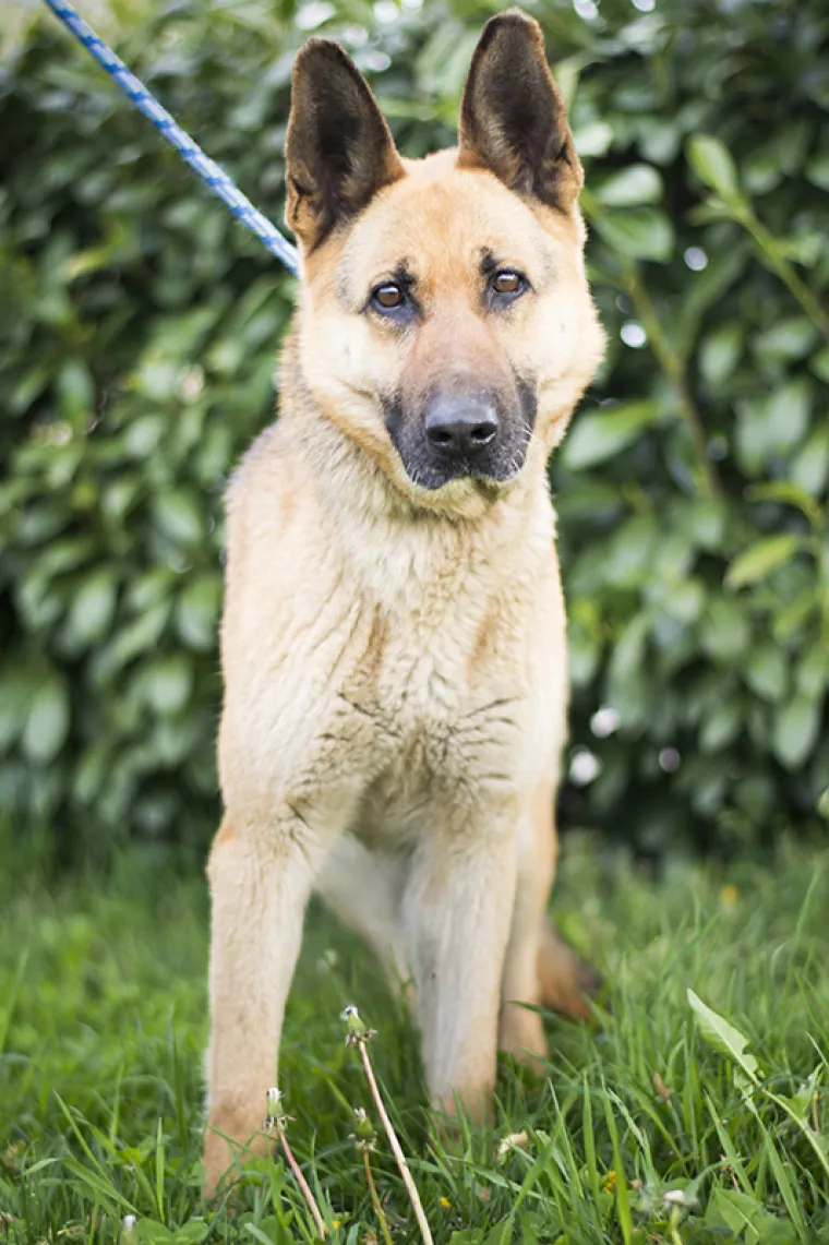 Ovo su najslađe nju&scaron;kice koje čekaju samo vas: 'Upoznajte ih, traže svoje ljude'