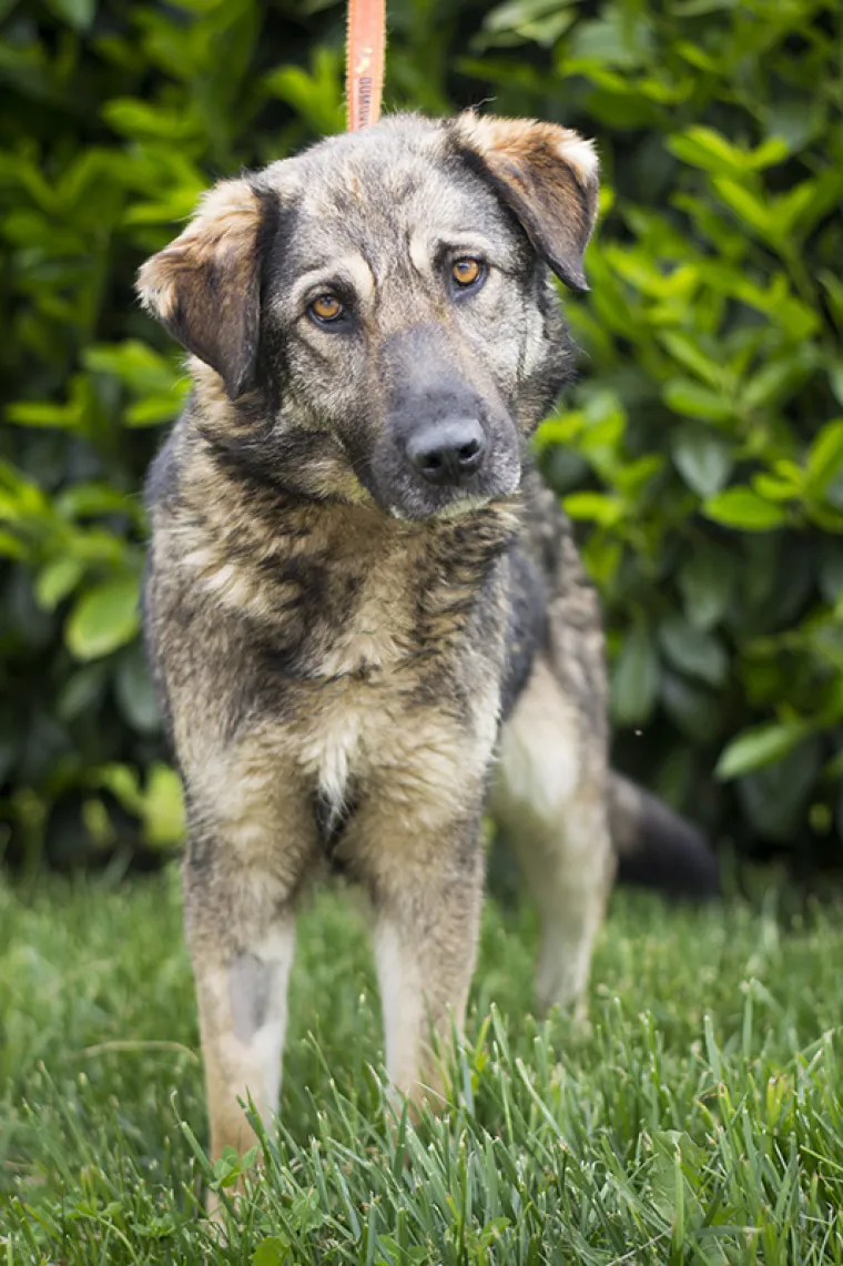 Ovo su najslađe nju&scaron;kice koje čekaju samo vas: 'Upoznajte ih, traže svoje ljude'