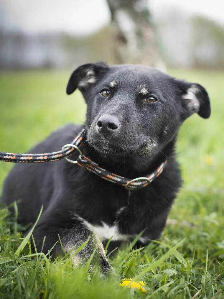 Ovo su najslađe nju&scaron;kice koje čekaju samo vas: 'Upoznajte ih, traže svoje ljude'