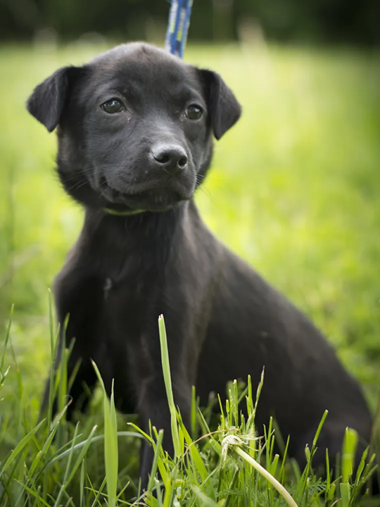 Ovo su najslađe nju&scaron;kice koje čekaju samo vas: 'Upoznajte ih, traže svoje ljude'
