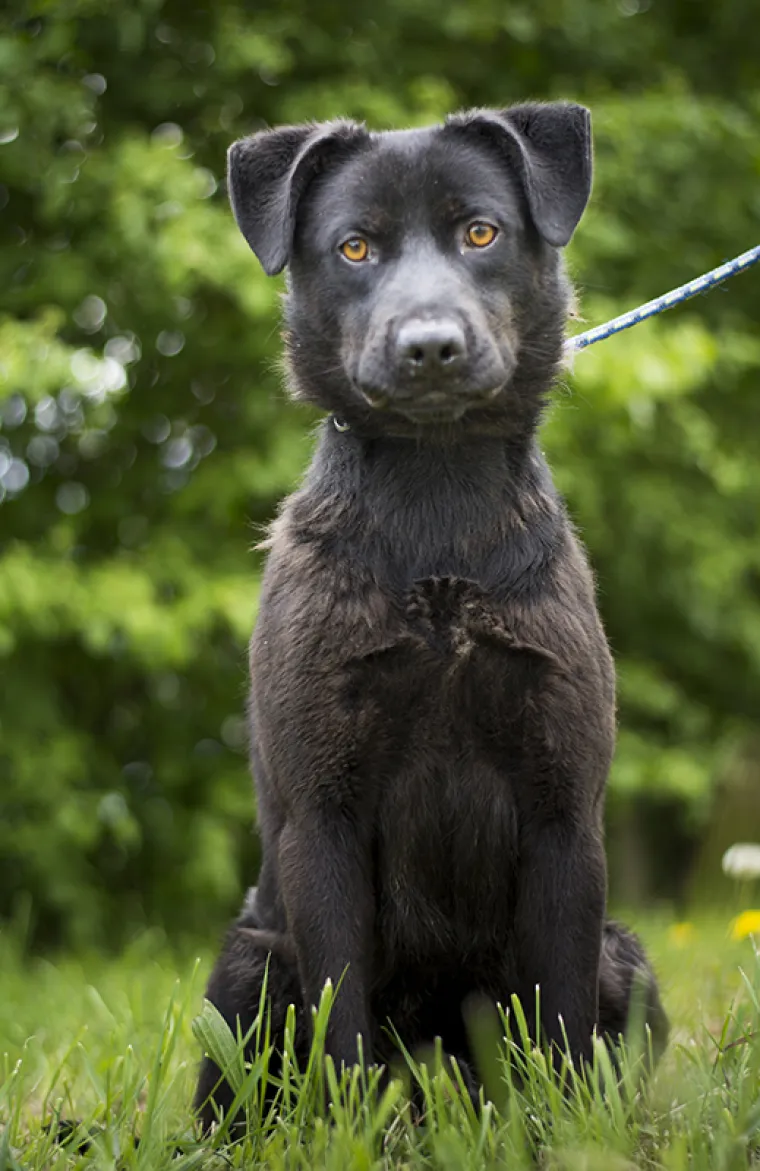 Ovo su najslađe nju&scaron;kice koje čekaju samo vas: 'Upoznajte ih, traže svoje ljude'