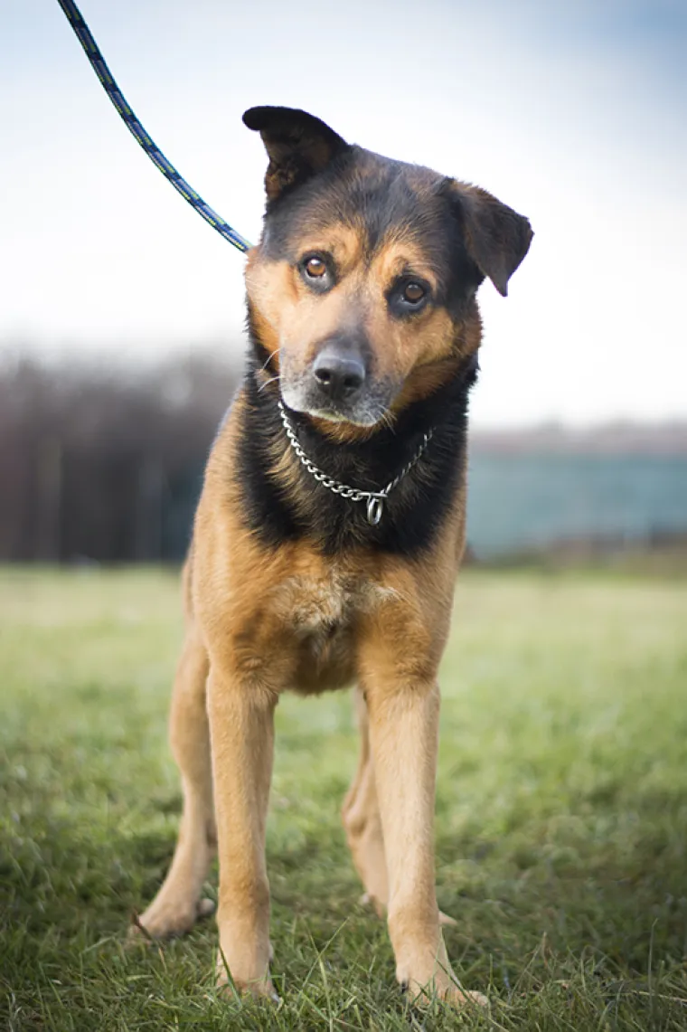 Ovo su najslađe nju&scaron;kice koje čekaju samo vas: 'Upoznajte ih, traže svoje ljude'
