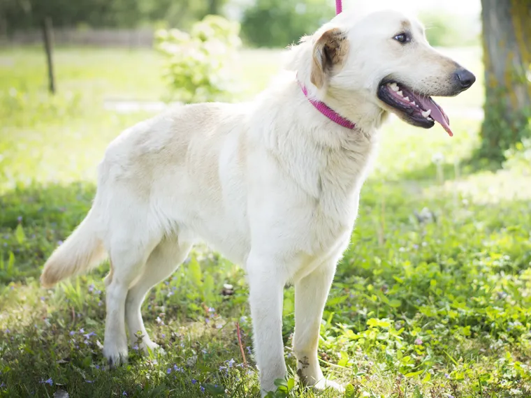 Ovo su najslađe nju&scaron;kice koje čekaju samo vas: 'Upoznajte ih, traže svoje ljude'