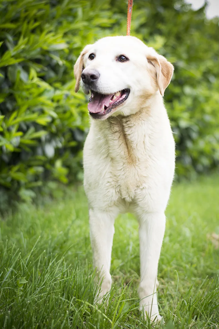 Ovo su najslađe nju&scaron;kice koje čekaju samo vas: 'Upoznajte ih, traže svoje ljude'