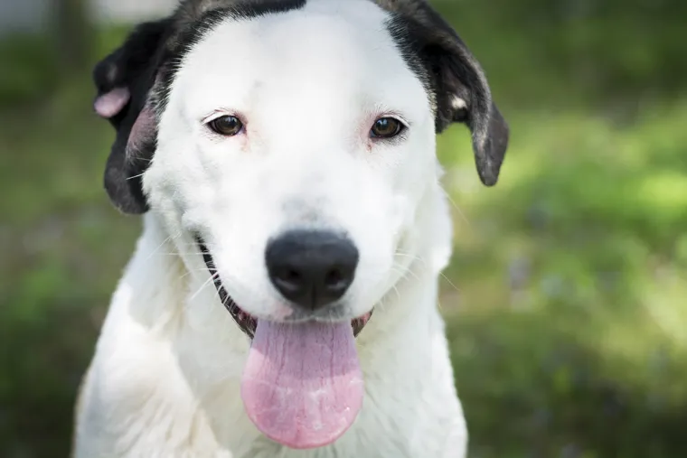 Ovo su najslađe nju&scaron;kice koje čekaju samo vas: 'Upoznajte ih, traže svoje ljude'