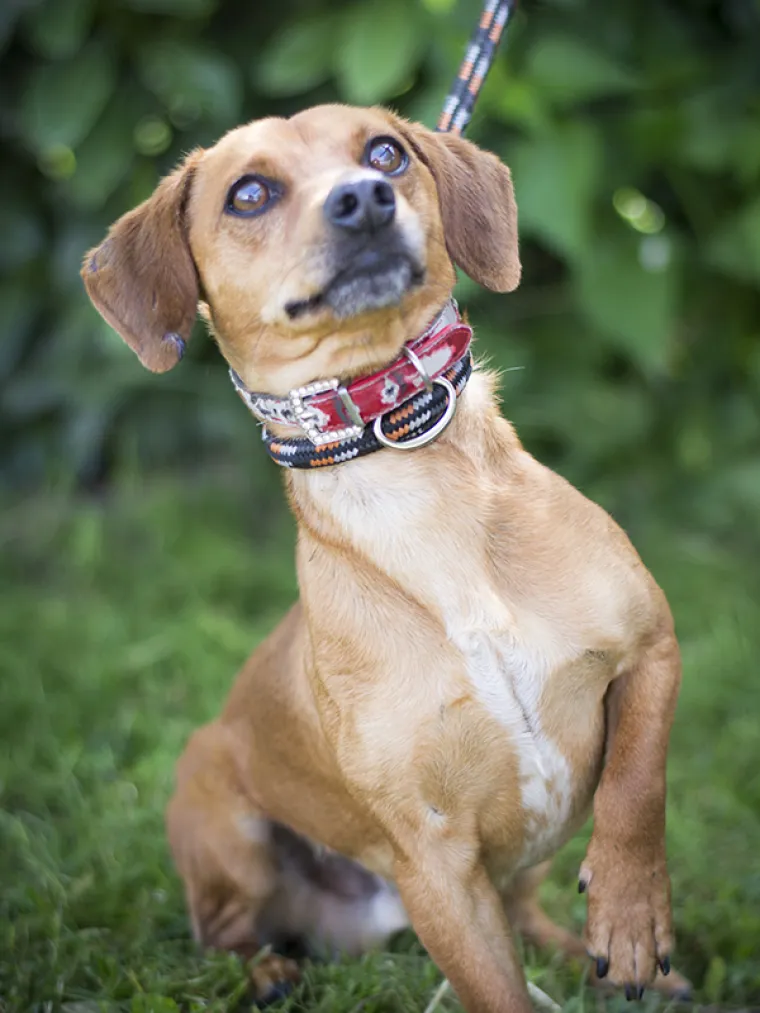 Ovo su najslađe nju&scaron;kice koje čekaju samo vas: 'Upoznajte ih, traže svoje ljude'