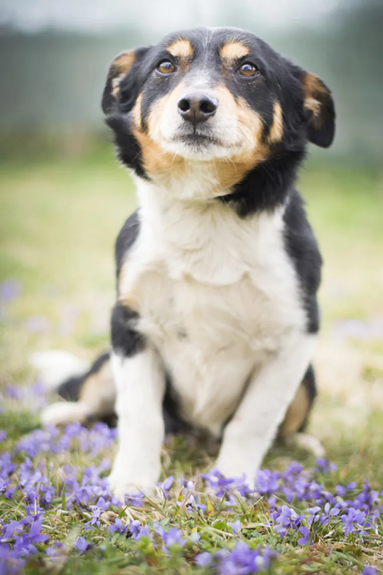 Ovo su najslađe nju&scaron;kice koje čekaju samo vas: 'Upoznajte ih, traže svoje ljude'