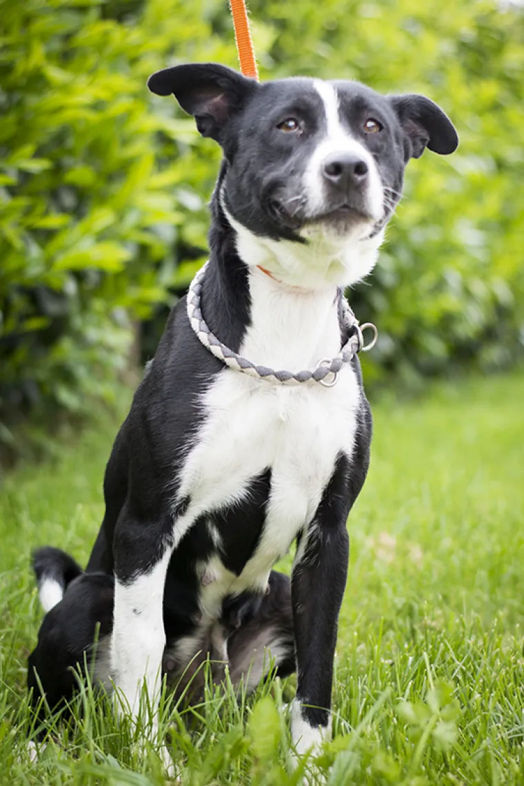 Ovo su najslađe nju&scaron;kice koje čekaju samo vas: 'Upoznajte ih, traže svoje ljude'