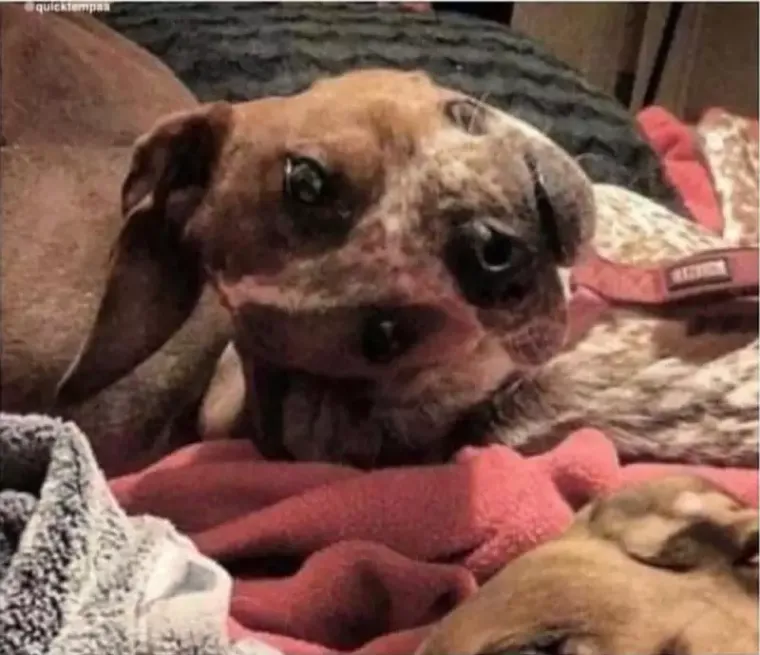 Urnebesne iluzije iz svakodnevnog života koje će vas natjerati da škiljite