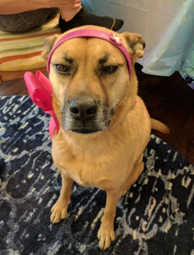 SAMO ONI S BRAĆOM I SESTRAMA MOGU SHVATITI TRAGIKOMEDIJU OVIH PRIZORA: Sva sreća da ljubav sve pra&scaron;ta...