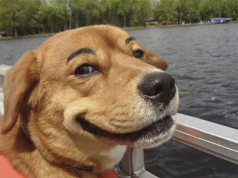 Fotografije ovih peseka s nacrtanim obrvama ne&scaron;to je najbolje &scaron;to ćete vidjeti danas...