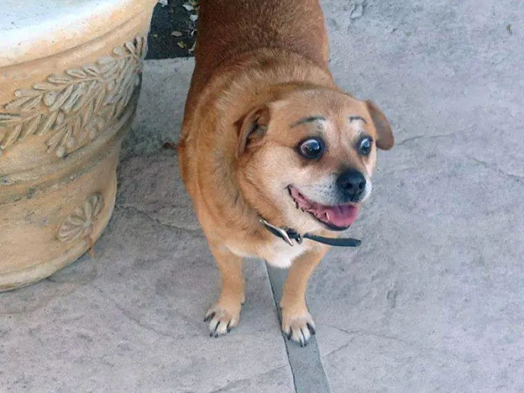 Fotografije ovih peseka s nacrtanim obrvama ne&scaron;to je najbolje &scaron;to ćete vidjeti danas...