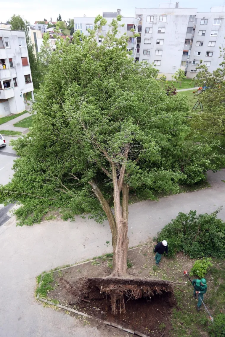 Karlovac: Olujni vjetar i&scaron;čupao stablo