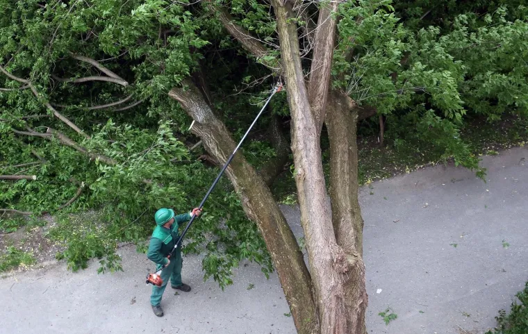 Karlovac: Olujni vjetar i&scaron;čupao stablo