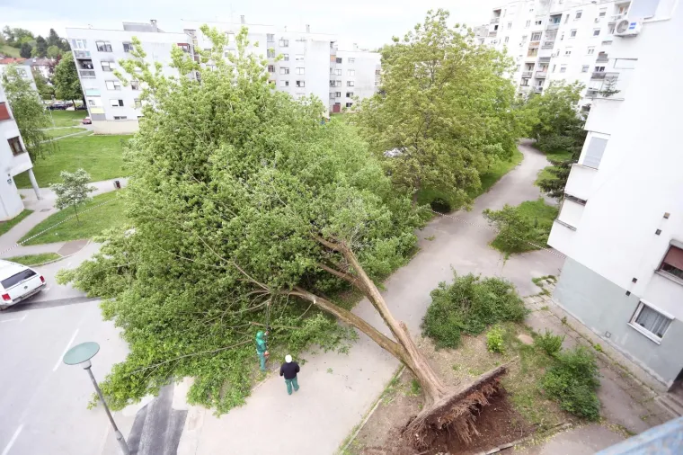 Karlovac: Olujni vjetar i&scaron;čupao stablo