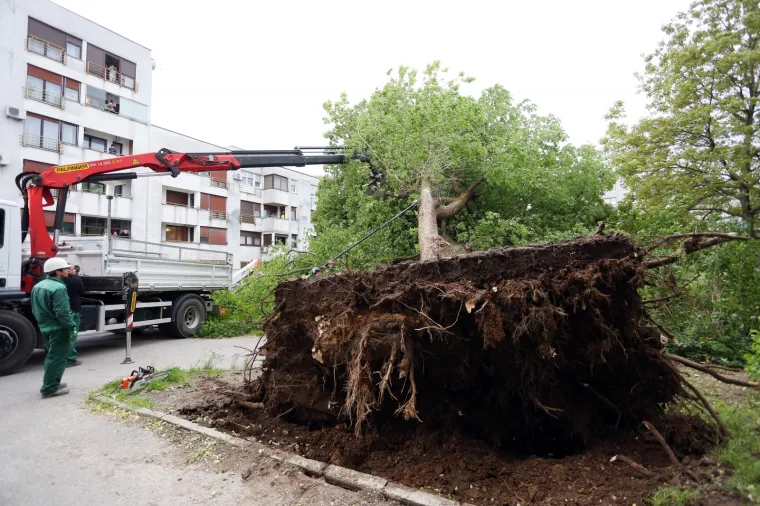 OLUJNI VJETAR IŠČUPAO VELIKO DRVO: Uklonili su ga djelatnici Zelenila