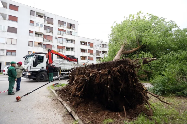 OLUJNI VJETAR IŠČUPAO VELIKO DRVO: Uklonili su ga djelatnici Zelenila