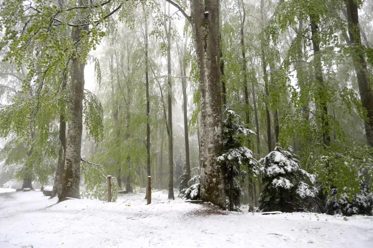 Sljeme pod bijelim pokrivačem: Snijeg usred proljeća iznenadio Zagrepčane