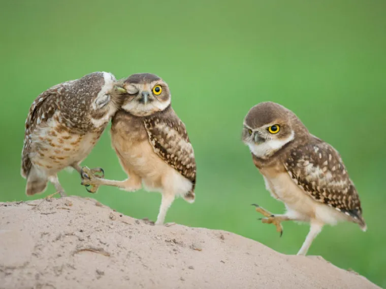 Dobro jutro tugo: Slike koje savr&scaron;eno opisuju kako je to biti 'treći kotač' u nečijoj vezi