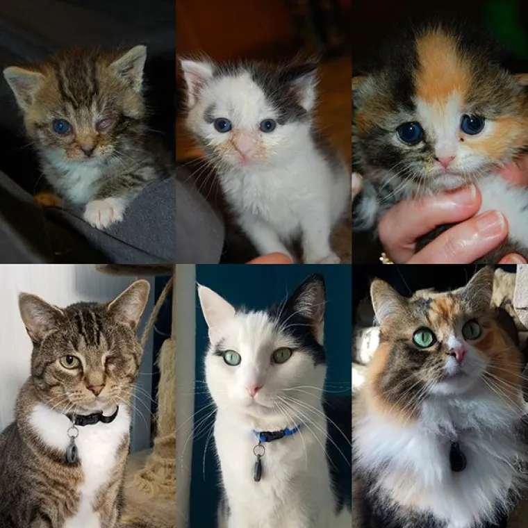 FOTOGRAFIJE GOVORE VI&Scaron;E OD RIJEČI: Pokazali kako su njihovi ljubimci izgledali na dan kad su ih posvojili, a kako izgledaju danas