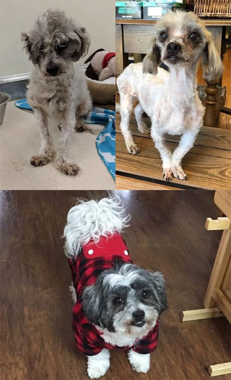 FOTOGRAFIJE GOVORE VI&Scaron;E OD RIJEČI: Pokazali kako su njihovi ljubimci izgledali na dan kad su ih posvojili, a kako izgledaju danas