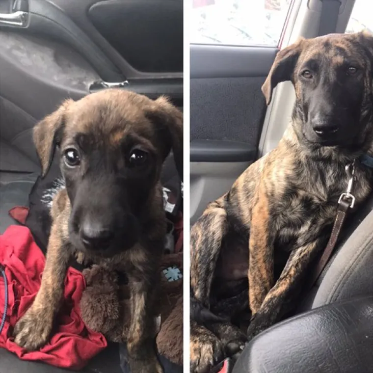 FOTOGRAFIJE GOVORE VI&Scaron;E OD RIJEČI: Pokazali kako su njihovi ljubimci izgledali na dan kad su ih posvojili, a kako izgledaju danas