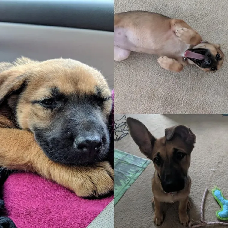 FOTOGRAFIJE GOVORE VI&Scaron;E OD RIJEČI: Pokazali kako su njihovi ljubimci izgledali na dan kad su ih posvojili, a kako izgledaju danas