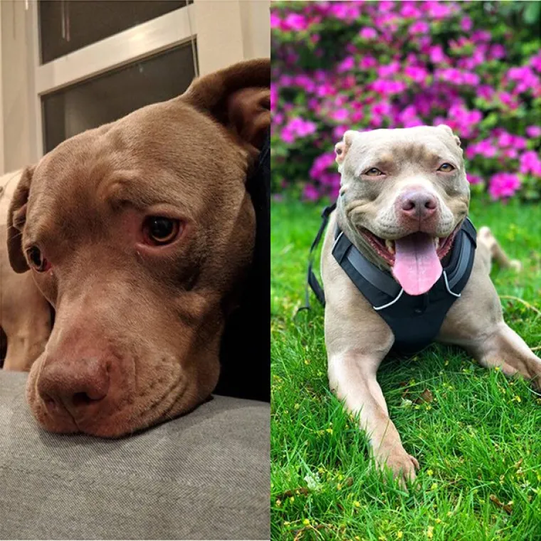 FOTOGRAFIJE GOVORE VI&Scaron;E OD RIJEČI: Pokazali kako su njihovi ljubimci izgledali na dan kad su ih posvojili, a kako izgledaju danas