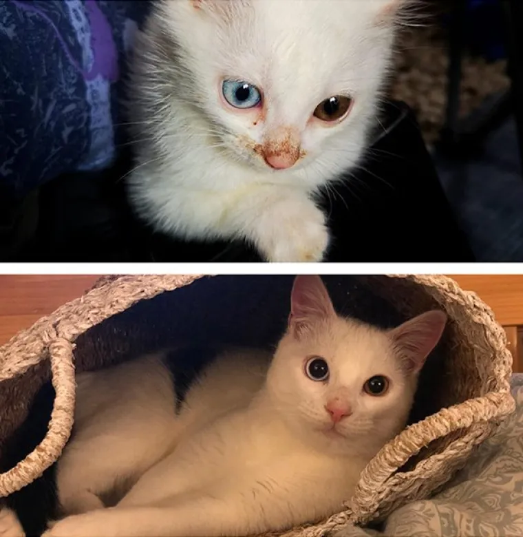 FOTOGRAFIJE GOVORE VI&Scaron;E OD RIJEČI: Pokazali kako su njihovi ljubimci izgledali na dan kad su ih posvojili, a kako izgledaju danas