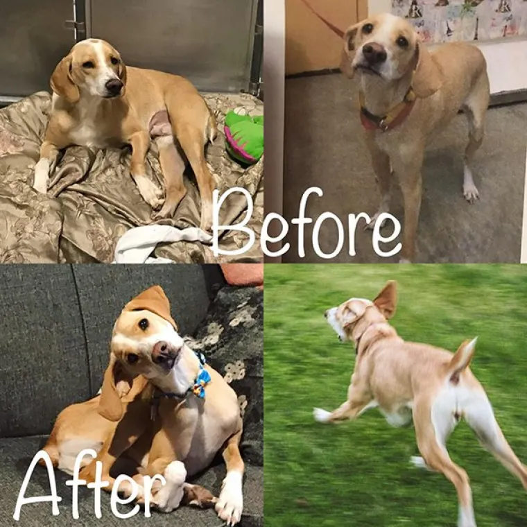 FOTOGRAFIJE GOVORE VI&Scaron;E OD RIJEČI: Pokazali kako su njihovi ljubimci izgledali na dan kad su ih posvojili, a kako izgledaju danas