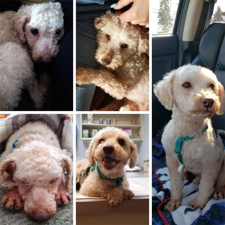 FOTOGRAFIJE GOVORE VI&Scaron;E OD RIJEČI: Pokazali kako su njihovi ljubimci izgledali na dan kad su ih posvojili, a kako izgledaju danas