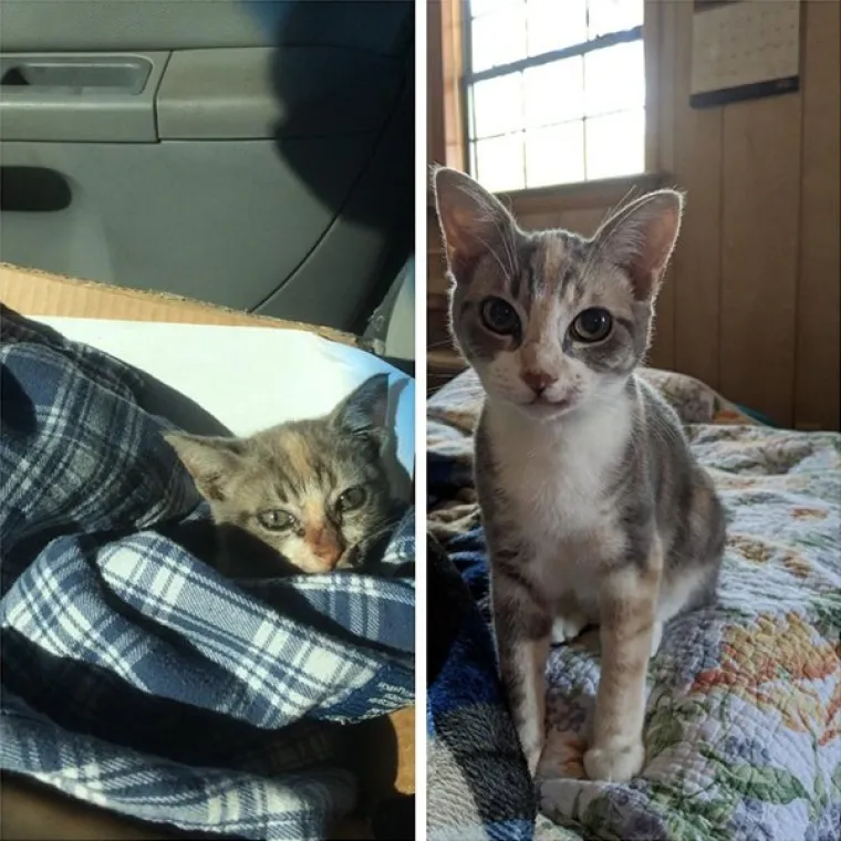 FOTOGRAFIJE GOVORE VI&Scaron;E OD RIJEČI: Pokazali kako su njihovi ljubimci izgledali na dan kad su ih posvojili, a kako izgledaju danas