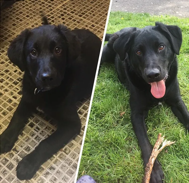 FOTOGRAFIJE GOVORE VI&Scaron;E OD RIJEČI: Pokazali kako su njihovi ljubimci izgledali na dan kad su ih posvojili, a kako izgledaju danas