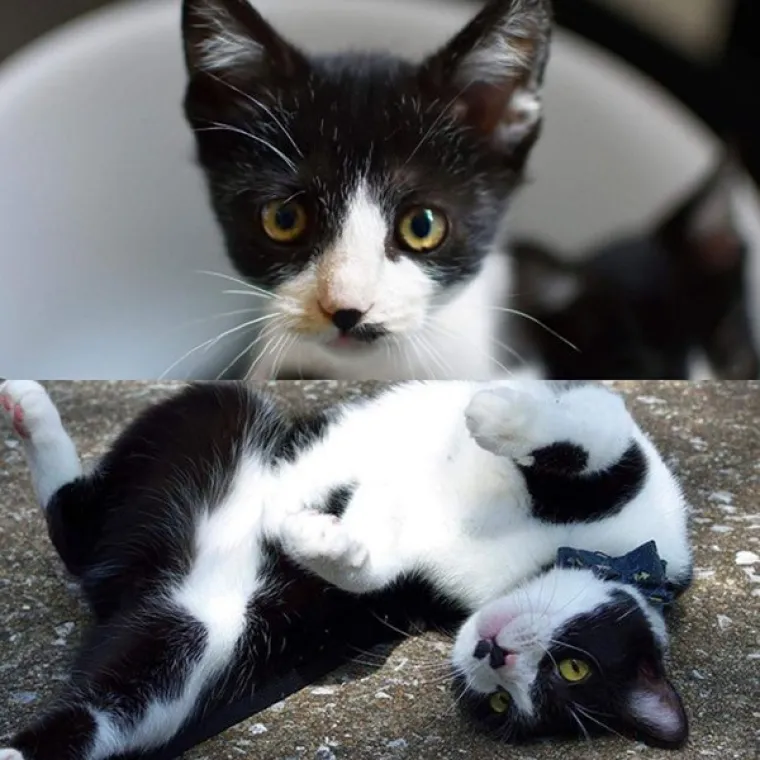 FOTOGRAFIJE GOVORE VI&Scaron;E OD RIJEČI: Pokazali kako su njihovi ljubimci izgledali na dan kad su ih posvojili, a kako izgledaju danas