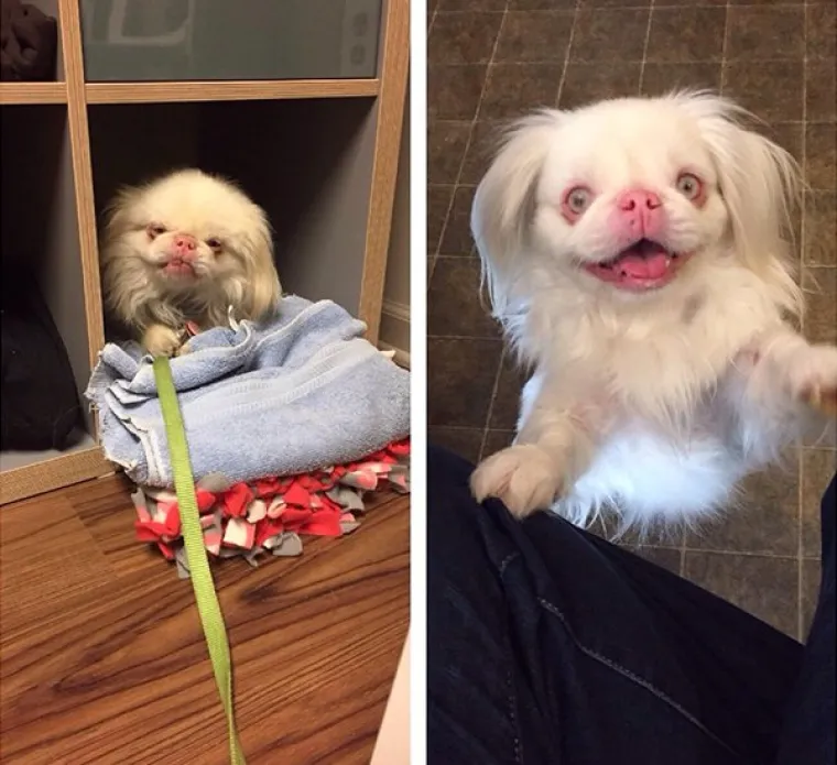 FOTOGRAFIJE GOVORE VI&Scaron;E OD RIJEČI: Pokazali kako su njihovi ljubimci izgledali na dan kad su ih posvojili, a kako izgledaju danas