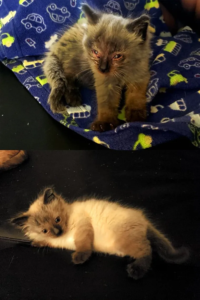 FOTOGRAFIJE GOVORE VI&Scaron;E OD RIJEČI: Pokazali kako su njihovi ljubimci izgledali na dan kad su ih posvojili, a kako izgledaju danas