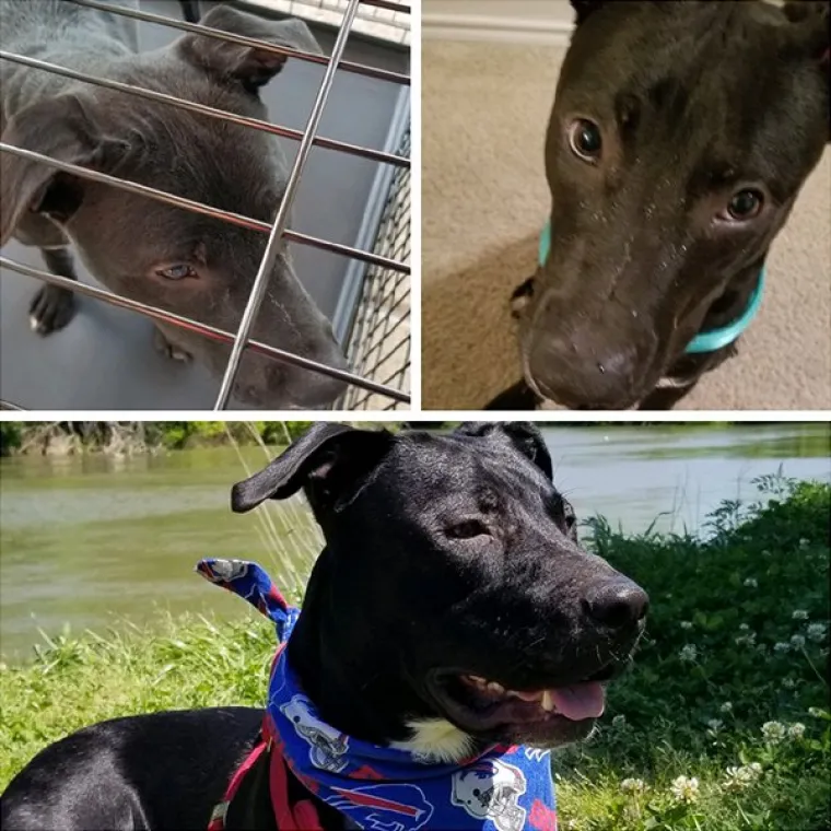 FOTOGRAFIJE GOVORE VI&Scaron;E OD RIJEČI: Pokazali kako su njihovi ljubimci izgledali na dan kad su ih posvojili, a kako izgledaju danas