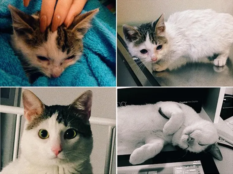 FOTOGRAFIJE GOVORE VI&Scaron;E OD RIJEČI: Pokazali kako su njihovi ljubimci izgledali na dan kad su ih posvojili, a kako izgledaju danas