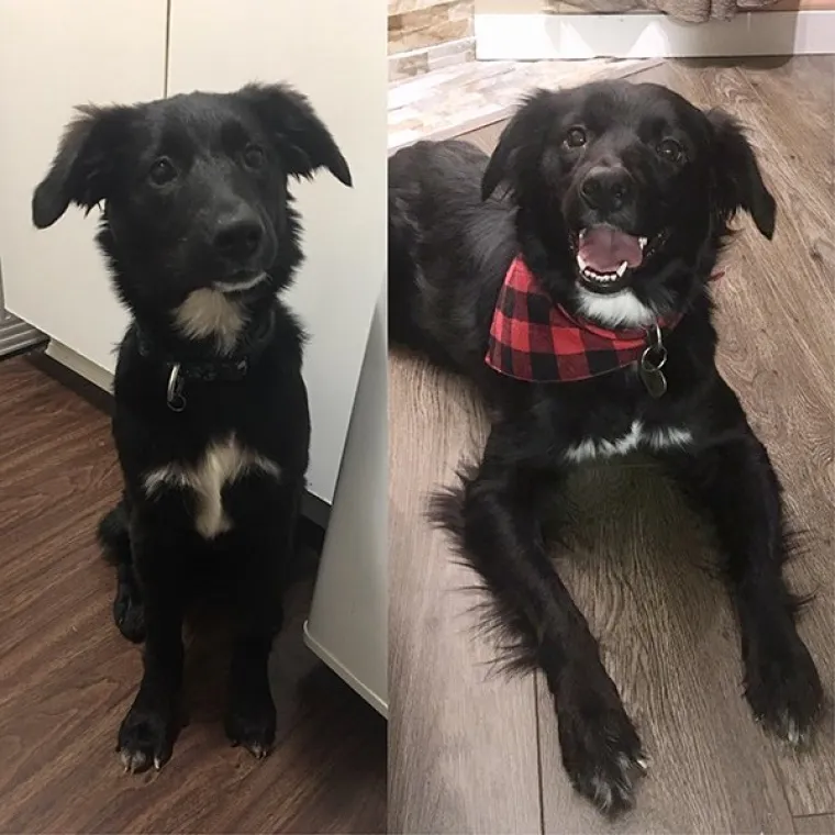 FOTOGRAFIJE GOVORE VI&Scaron;E OD RIJEČI: Pokazali kako su njihovi ljubimci izgledali na dan kad su ih posvojili, a kako izgledaju danas