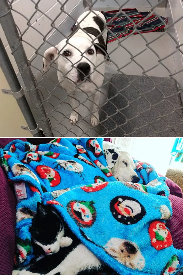 FOTOGRAFIJE GOVORE VI&Scaron;E OD RIJEČI: Pokazali kako su njihovi ljubimci izgledali na dan kad su ih posvojili, a kako izgledaju danas